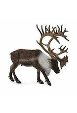 Woodland Caribou
