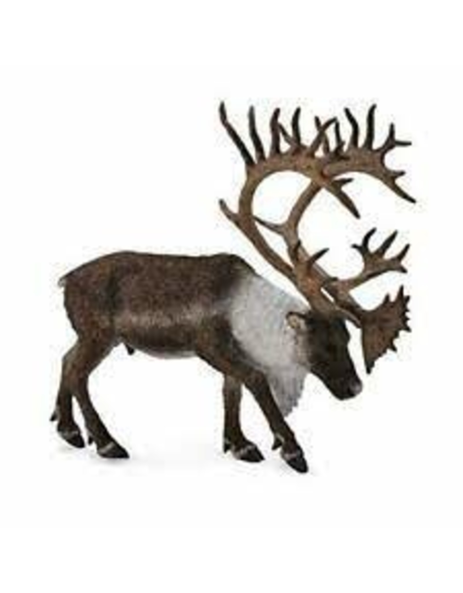 Woodland Caribou