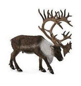 Woodland Caribou