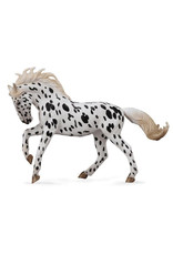 Black Leopard Knabstrupper Mare