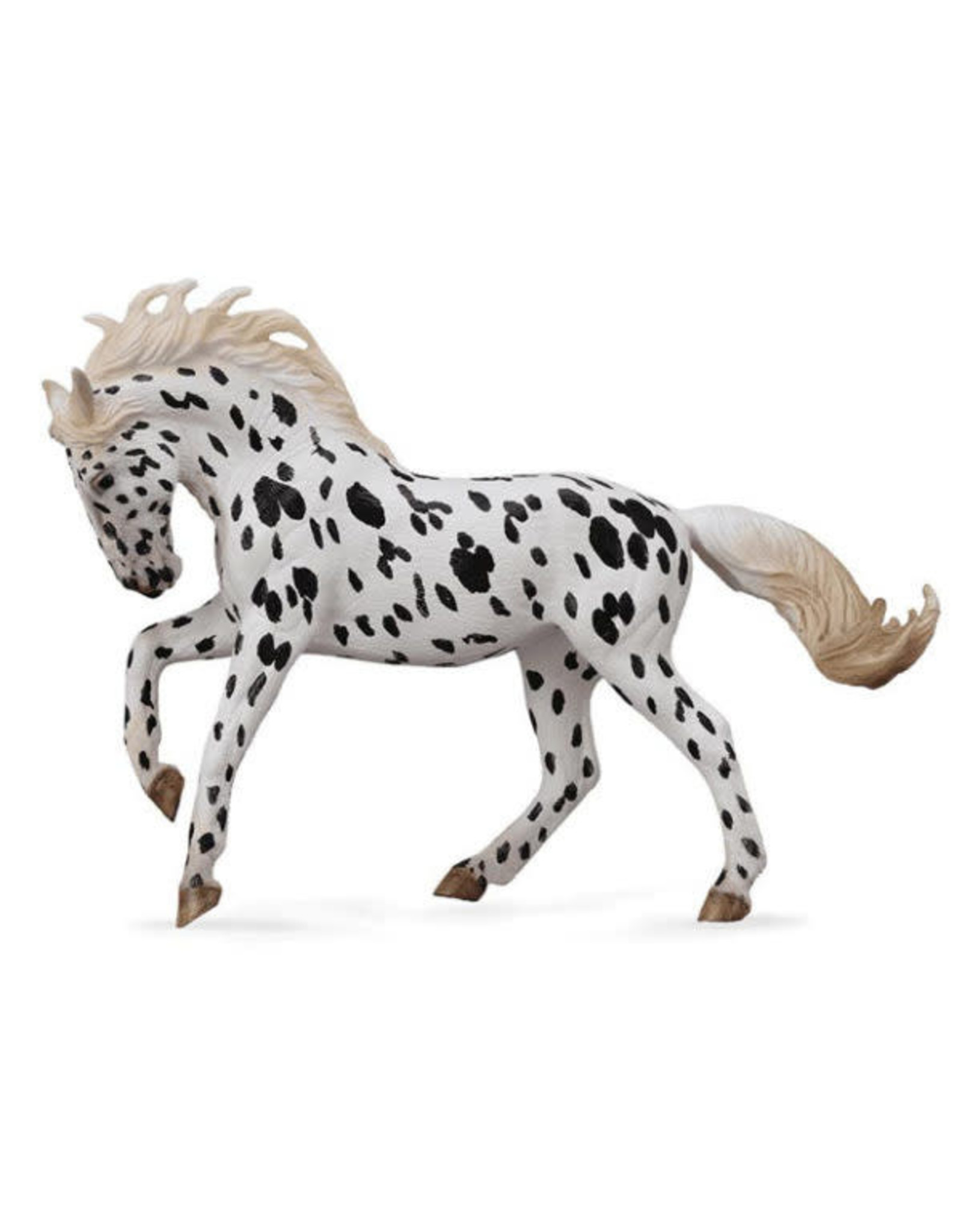Black Leopard Knabstrupper Mare
