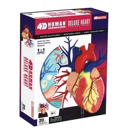 Human Heart Anatomy Model