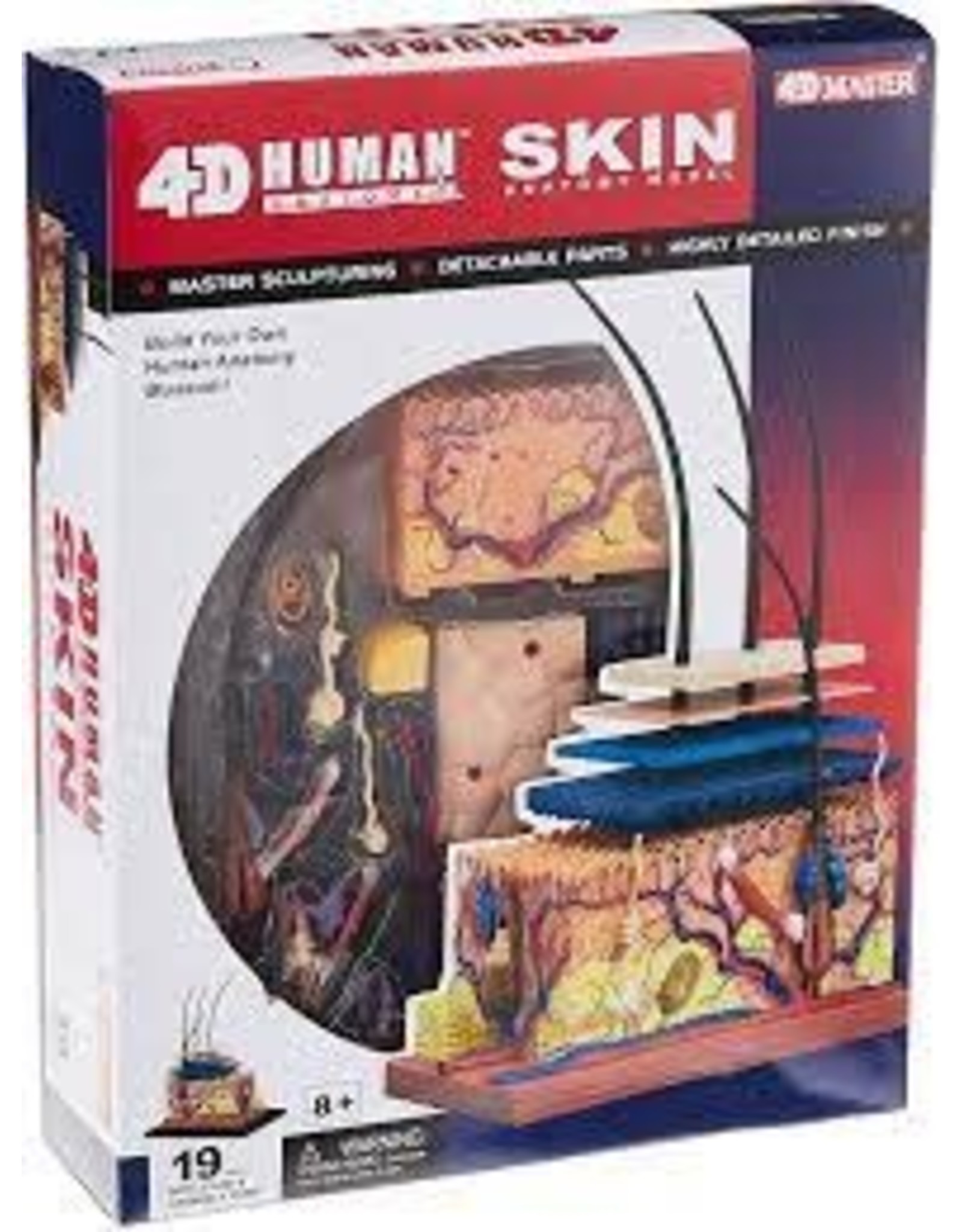 Human Skin Anatomy 4-D