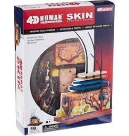 Human Skin Anatomy 4-D