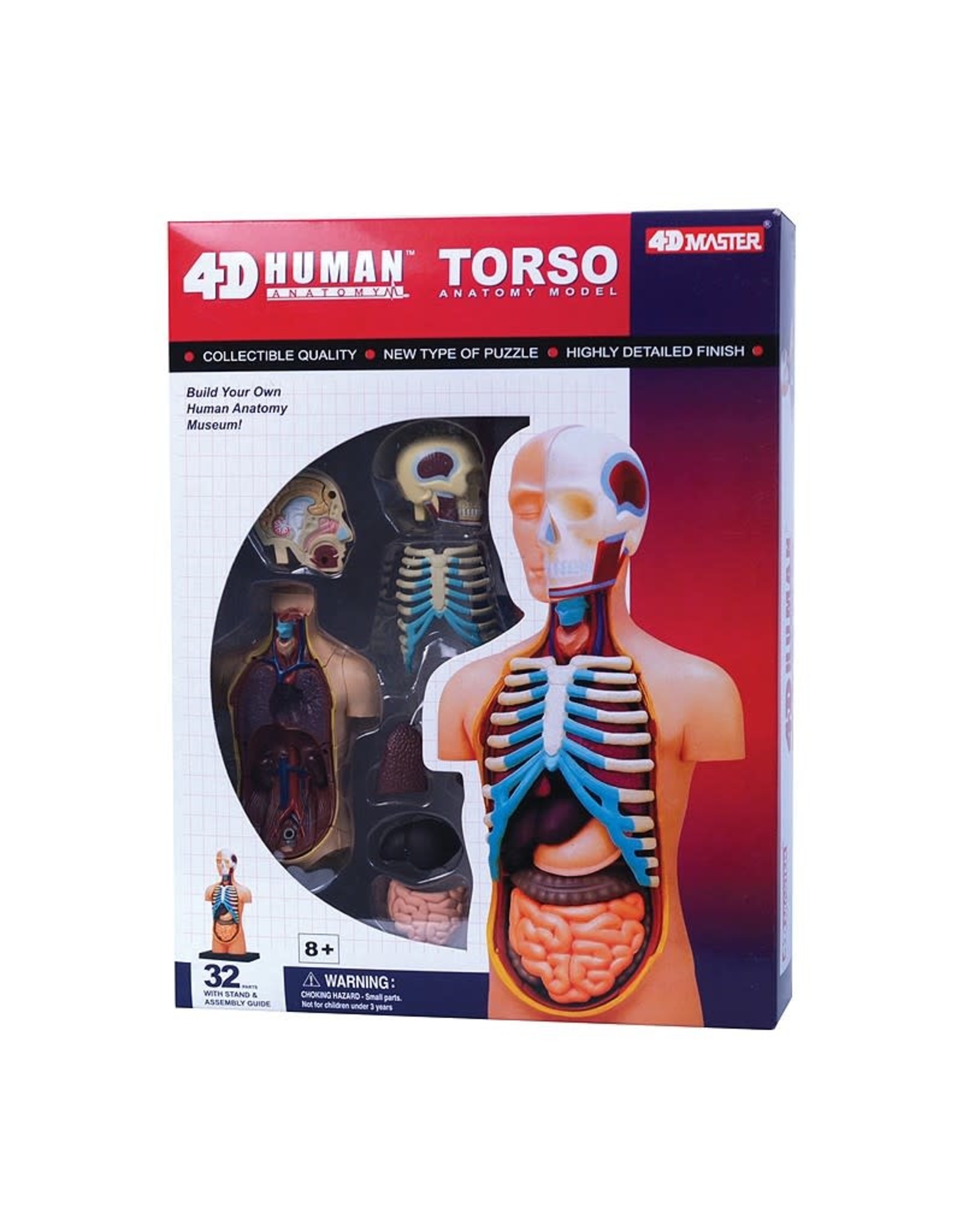 Torso Anatomy 4-D