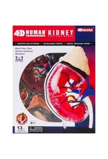 4-D Kidney
