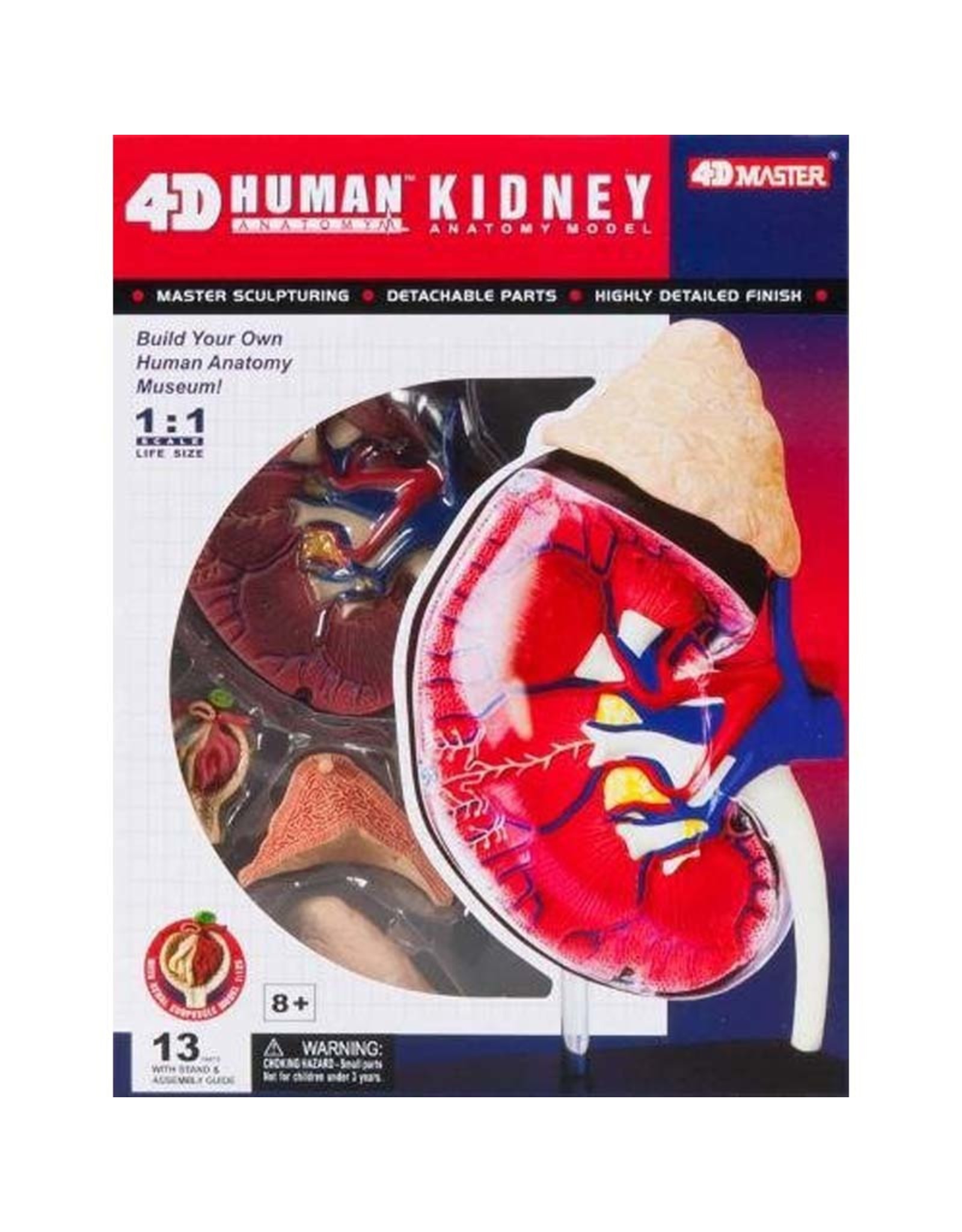 4-D Kidney