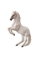 Lipizzaner Stallion