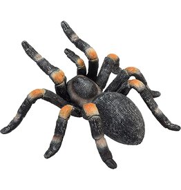 Red Kneed Tarantula