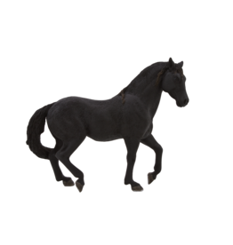 Andalusian Black Horse