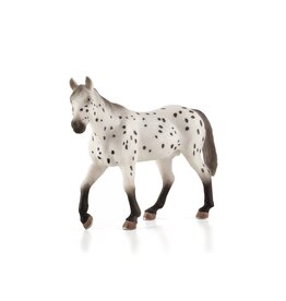 Appaloosa Stallion