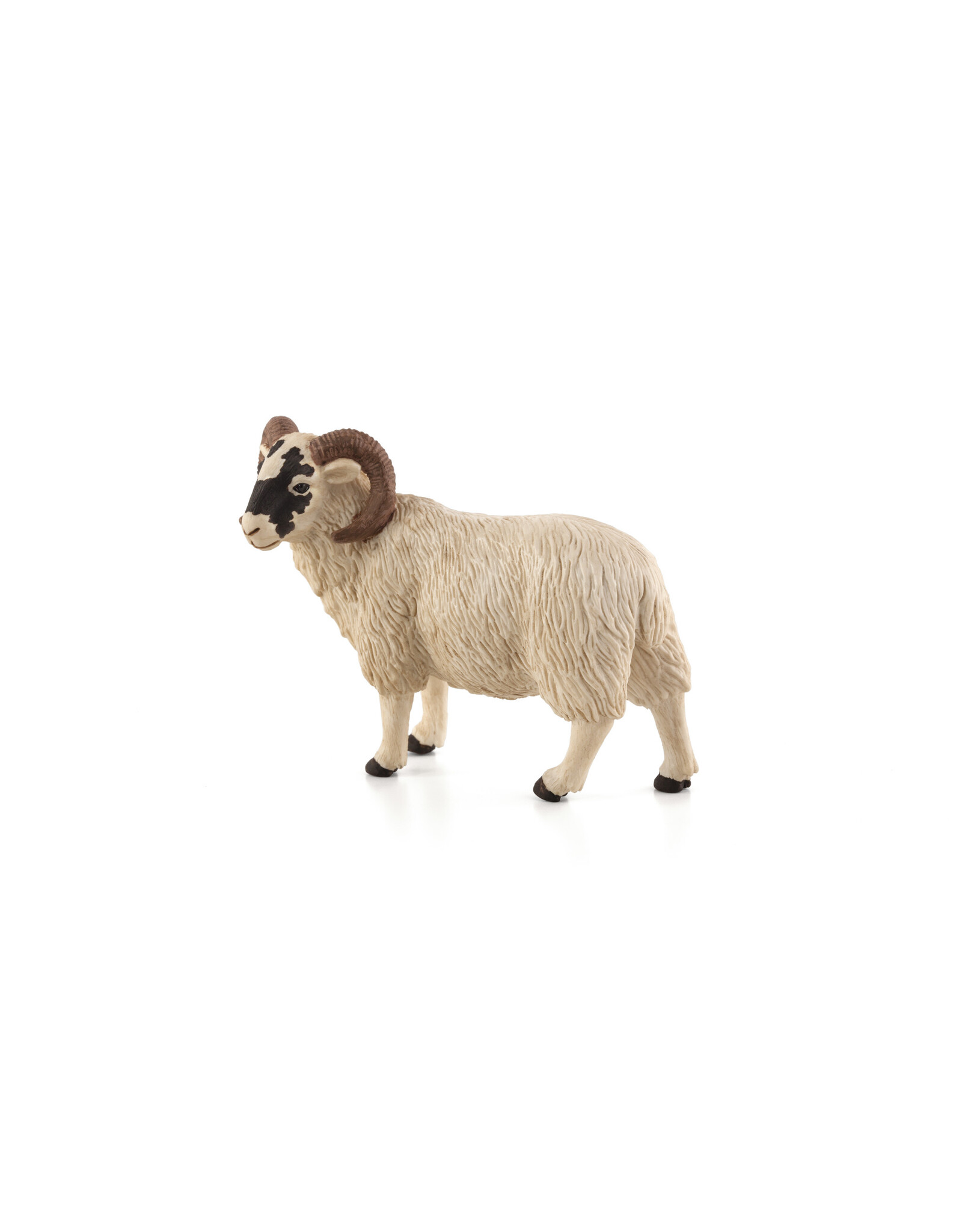 Black Faced Sheep (Ram)