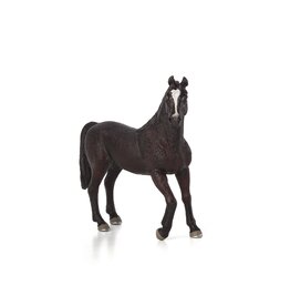 Arabian Stallion Black