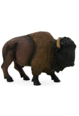 American Bison / Buffalo