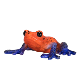 Poison Dart Tree Frog