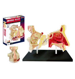 Nose Anatomy 4D