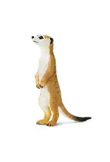 Meerkat