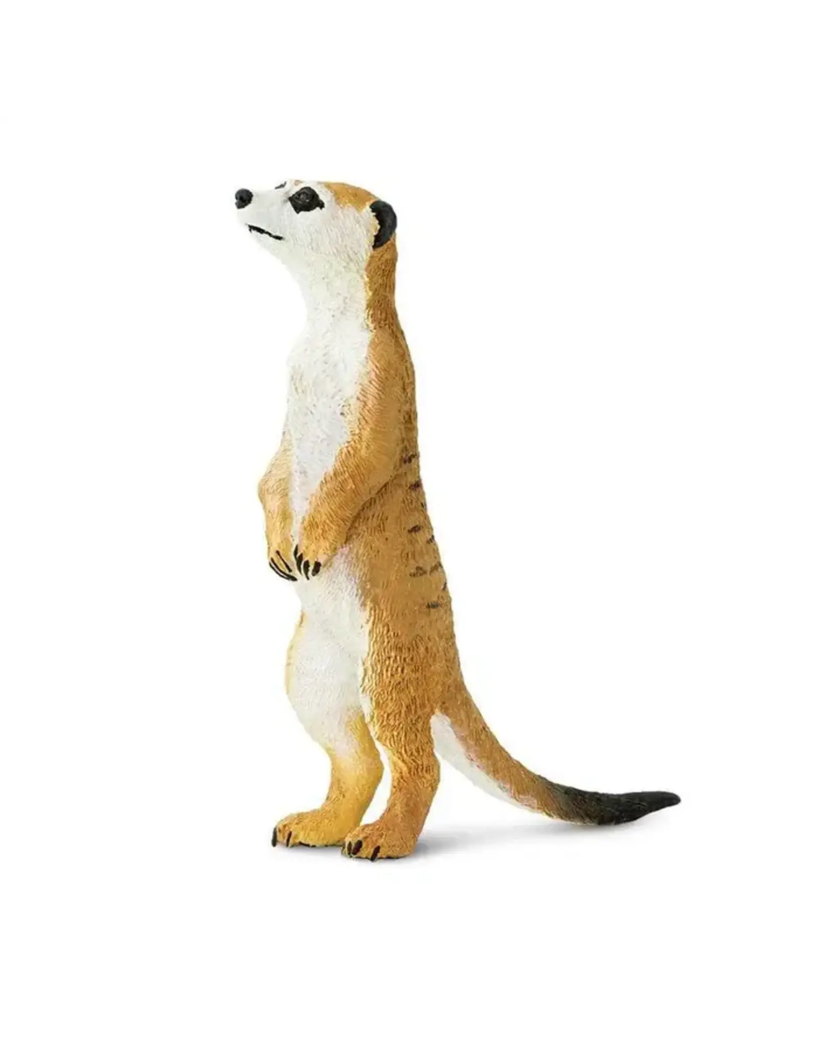 Meerkat