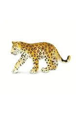 Leopard Cub
