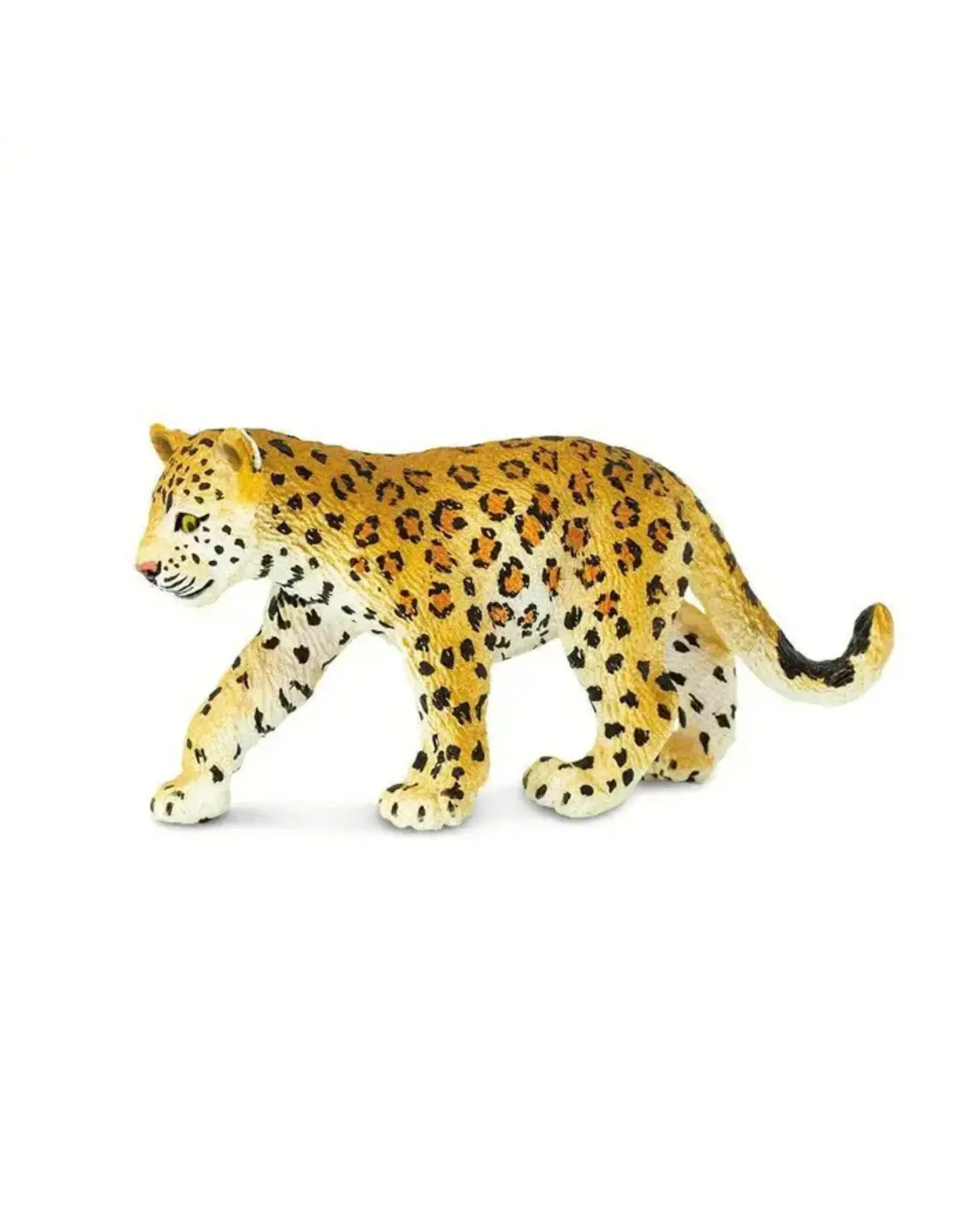 Leopard Cub