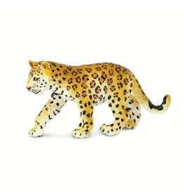 Leopard Cub