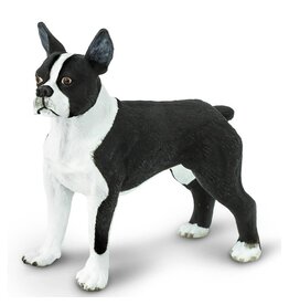 Boston Terrier