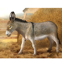 Donkey