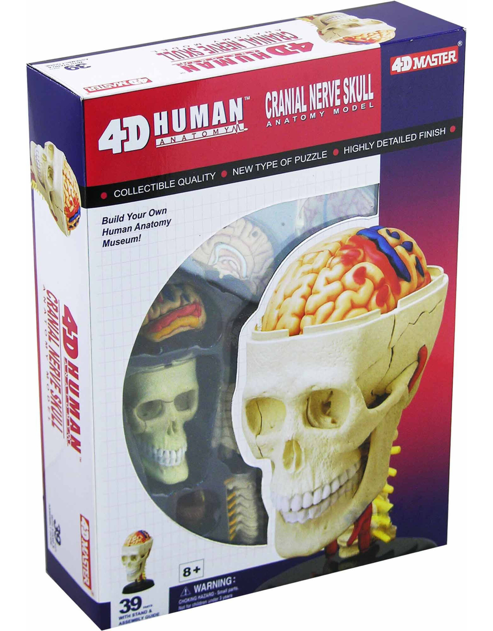 Cranial Nerve Skull Anatomy 4-D