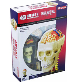 Cranial Nerve Skull Anatomy 4-D