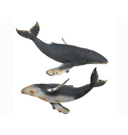 Humpback Whale