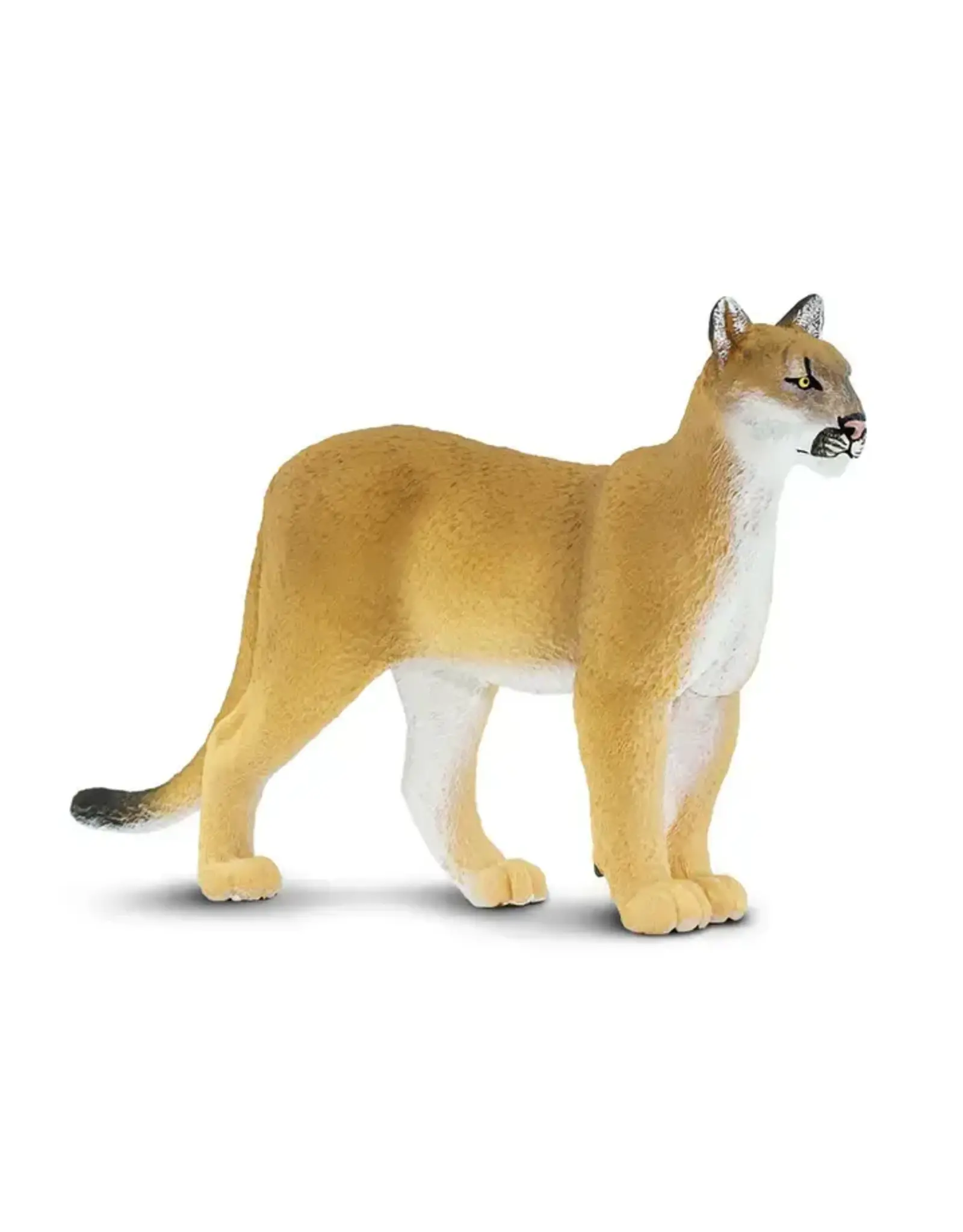 Florida Panther- Large