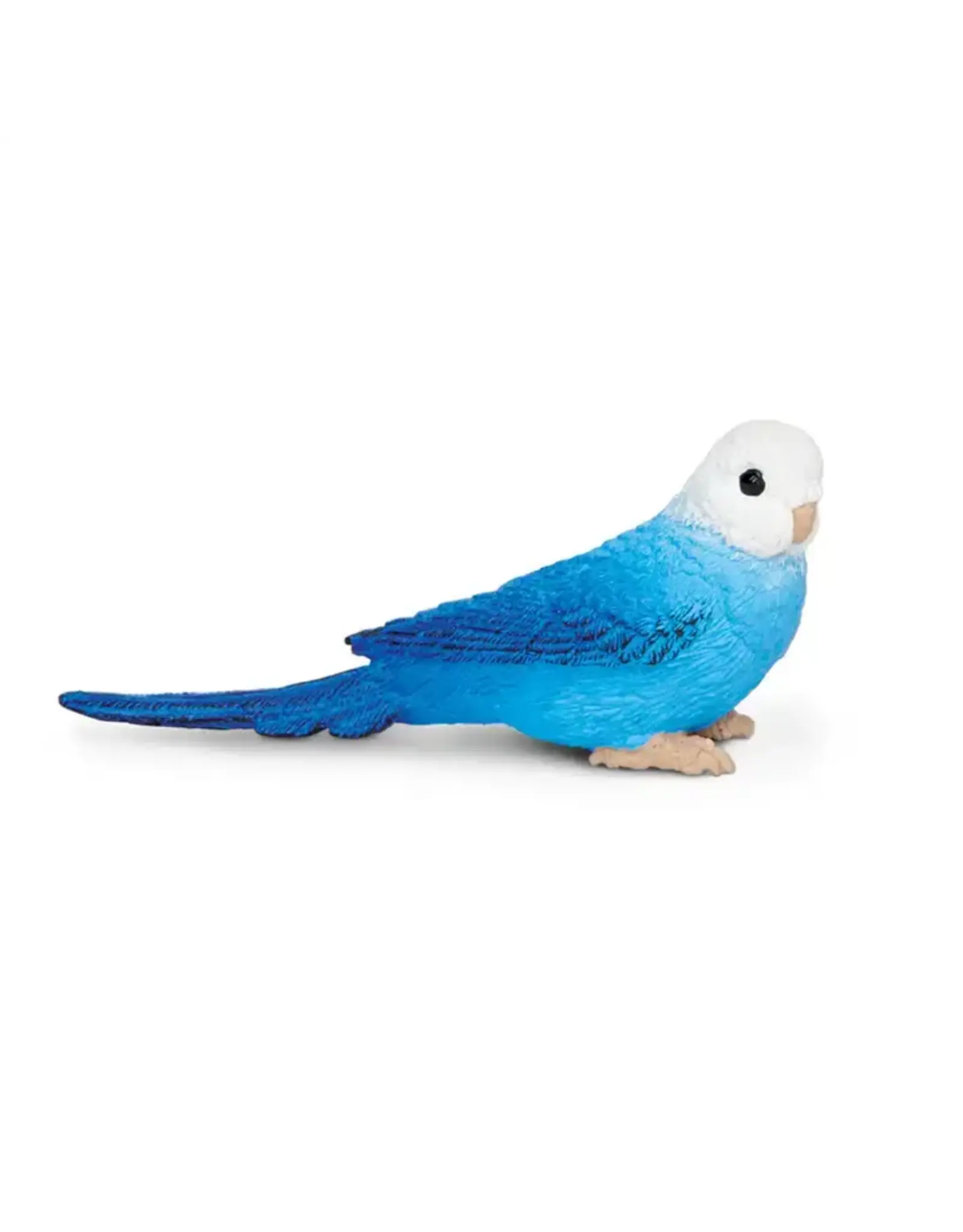 Blue Budgie