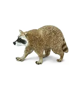 Raccoon