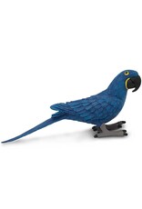 Hyacinth Macaw