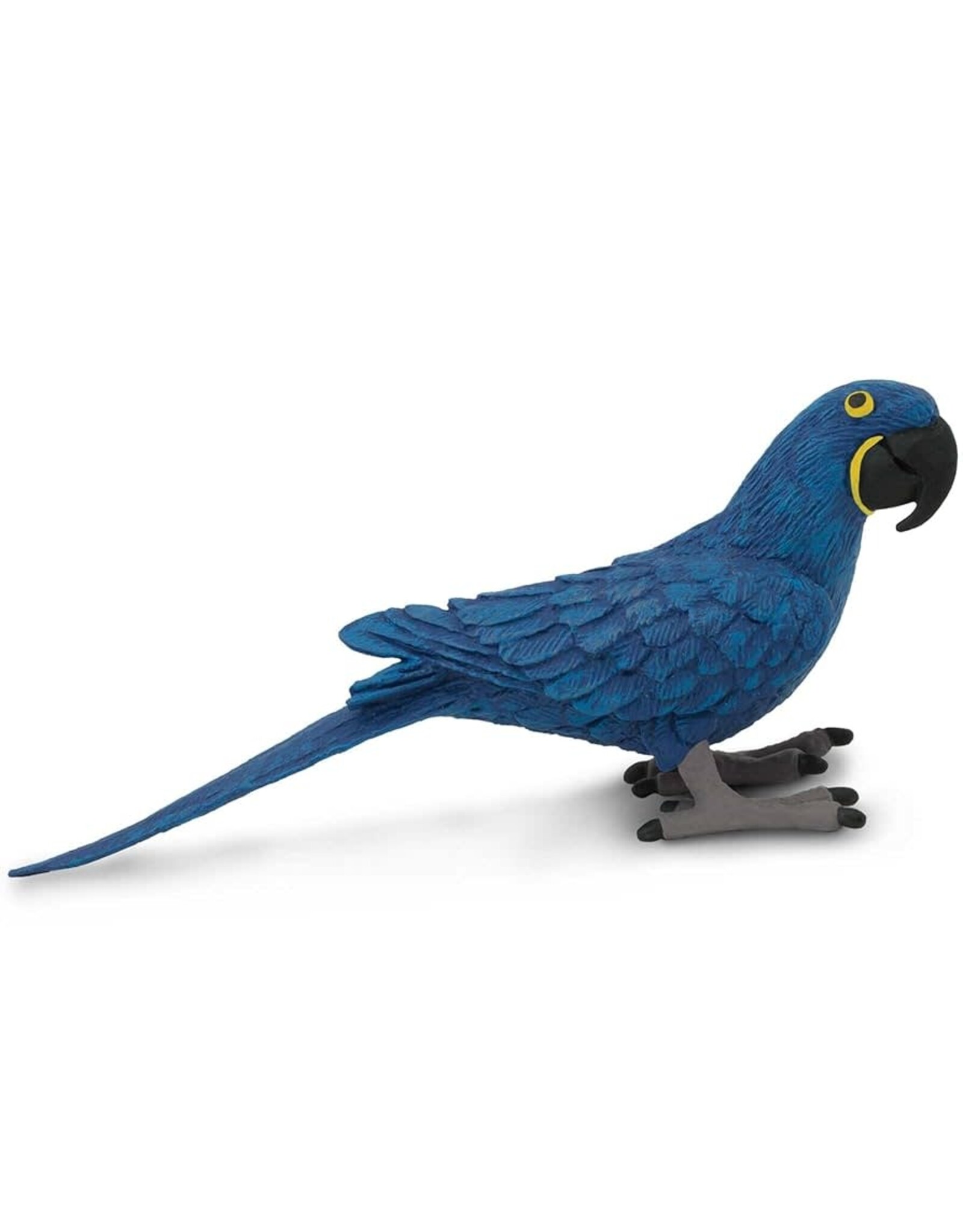 Hyacinth Macaw
