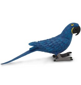 Hyacinth Macaw