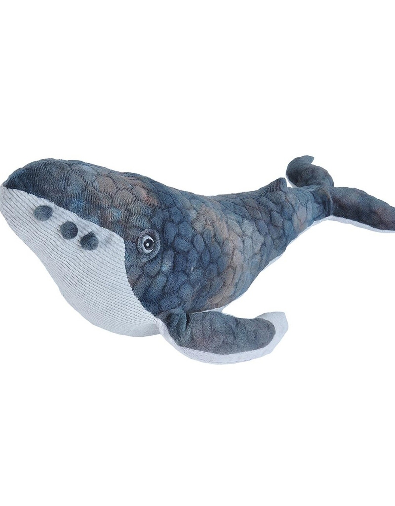 Humpback Whale
