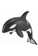 Orca Calf