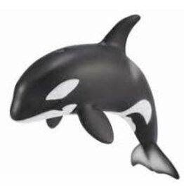 Orca Calf