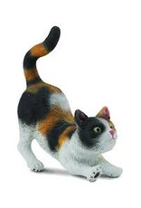 House Cat