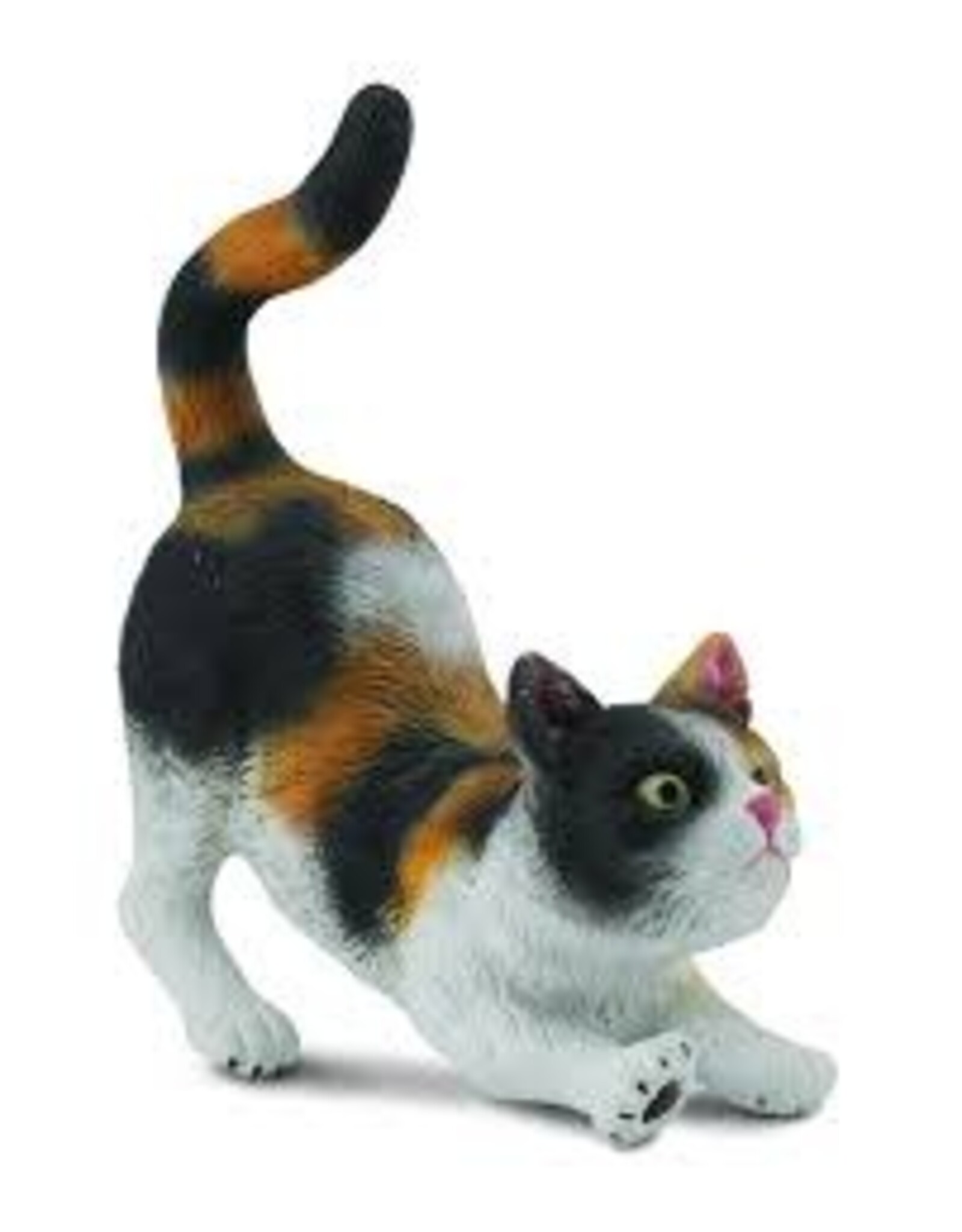 House Cat