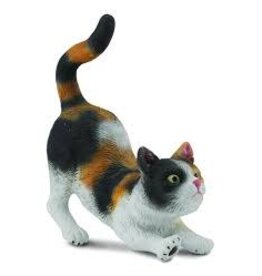 House Cat