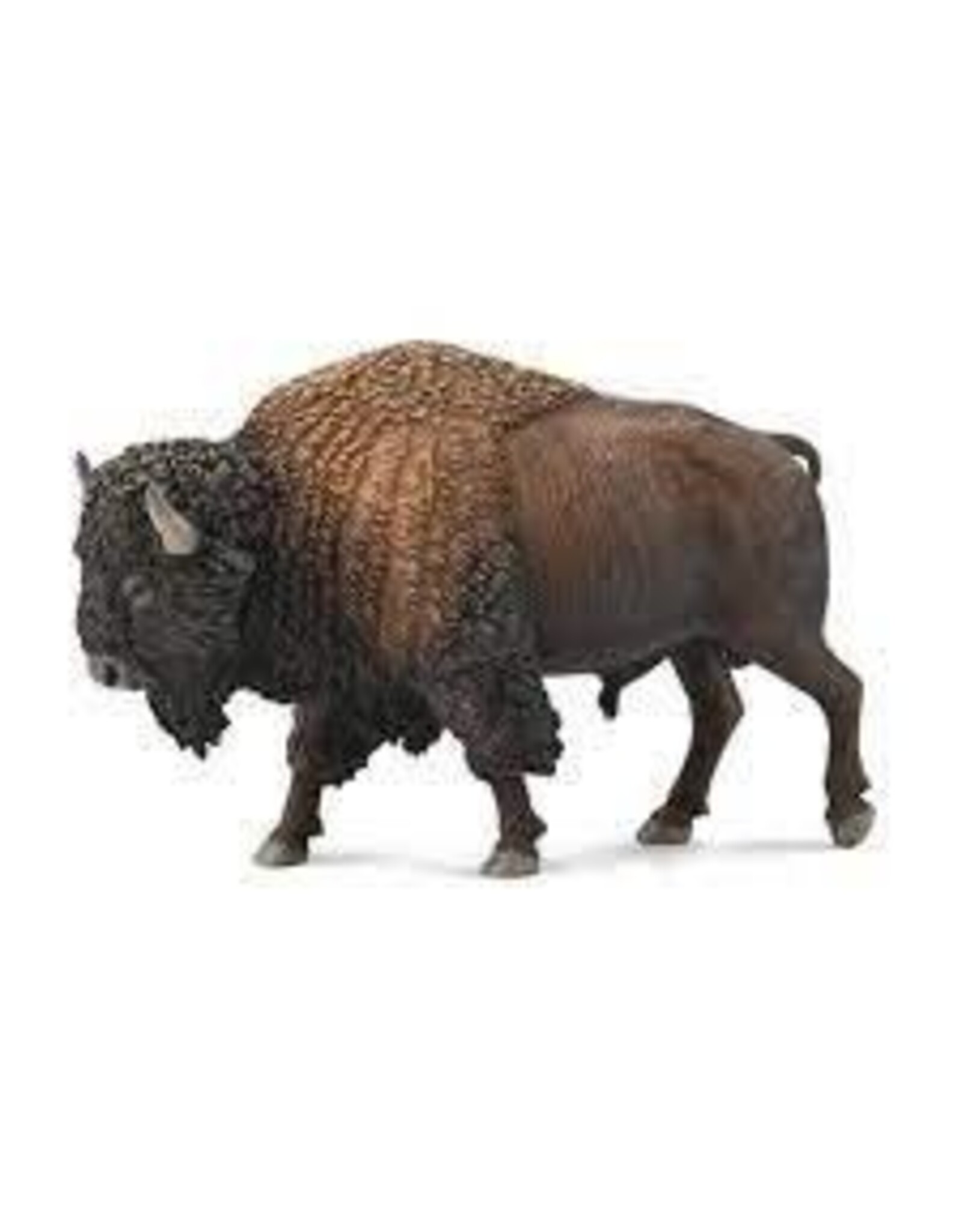 American Bison