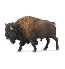 American Bison