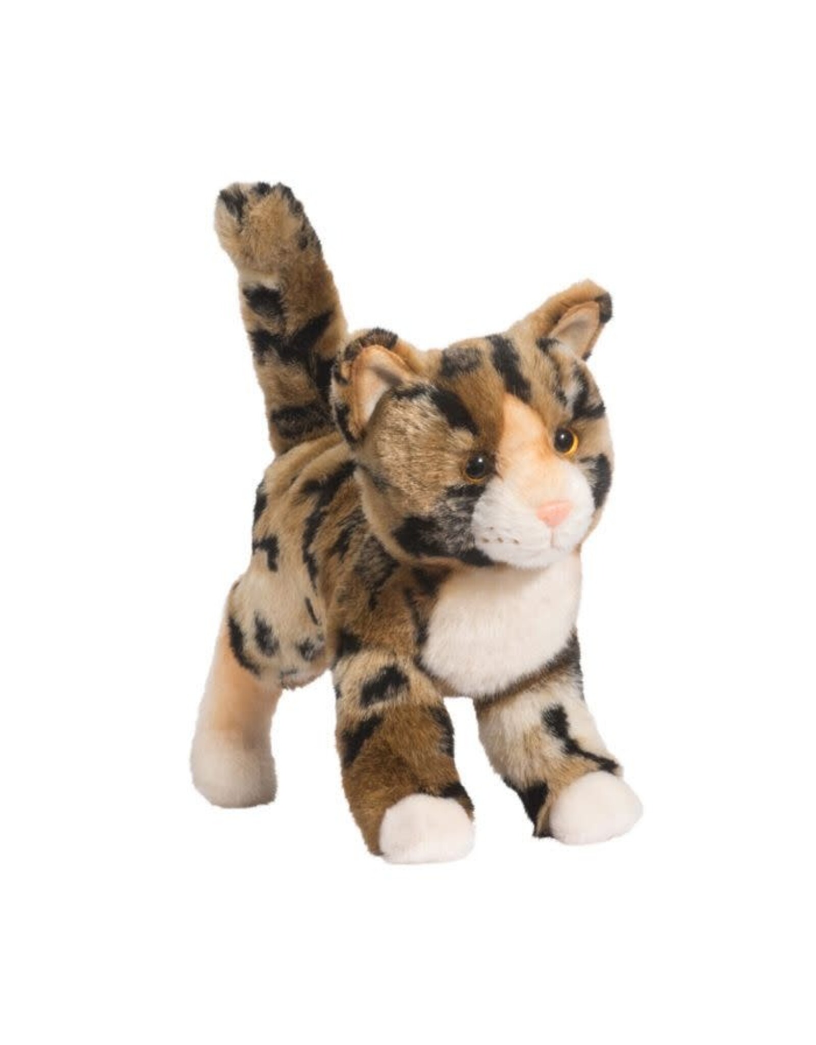 Tashette Bengal Cat