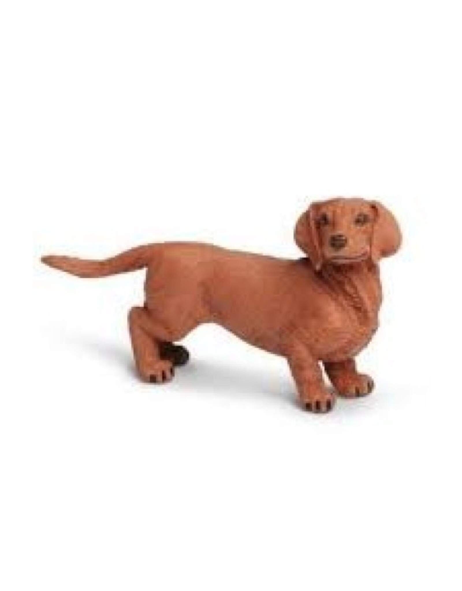 Dachshund