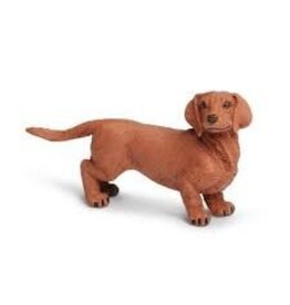 Dachshund