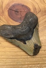 Artist 098 Megalodon Tooth A