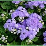 Ageratum