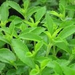 Stevia